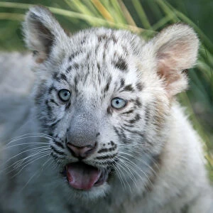 A three-month-old Bengal white tiger cub is seen inside its enclosure at the Buenos
