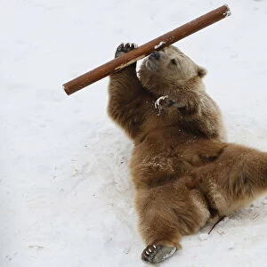 Tien Shan White Claw bear Pamir plays with log in its enclosure at Royev Ruchey zoo in a