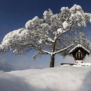 A tree is covered with snow on a sunny spring day in the western Austrian village of