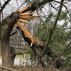 A tree is seen snapped as high-wind warnings continue in Fairfax