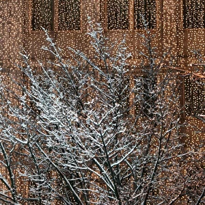 Trees are covered with snow in front of a building illuminated with Christmas decorations