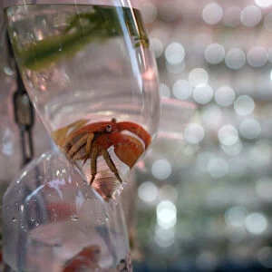 Tropical fish and crabs in plastic bags on display for sale in Hong Kong