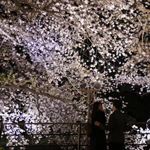 Visitors stand under illuminated cherry blossoms beginning to scatter along the Chidorigafuchi