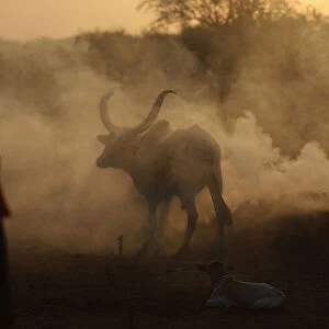 A white bull enters a cattle camp, near the town of Abyei