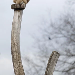 A white-handed gibbon sits atop tree trunk at Tiergarten Schoenbrunn Zoo in Vienna