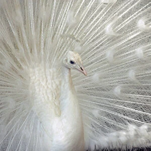 White peacock displays its feathers in a bird park in Amman