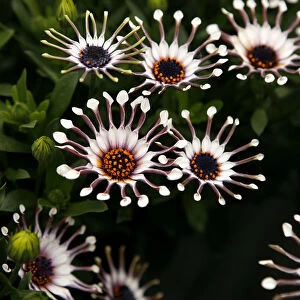 A white Sunscape Daisy Nasinga is on display during the 2009 California Pack Trial