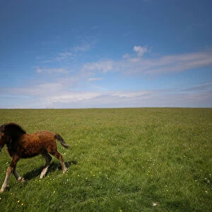 A young Lundy pony runs through a field during the Cloud Appreciation Societys gathering
