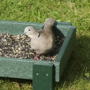 Wildlife Print 002976