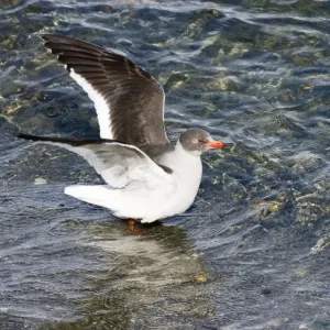 Print of a Dolphin Gull in non-breeding plumage, Beagle Channel, Argentina Print of a Dolphin Gull in non-breeding plumage, Beagle Channel, Argentina