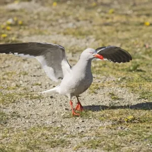 Dolphin Gull Print, Adult in Ushuaia, Argentina Dolphin Gull Print, Adult in Ushuaia, Argentina