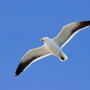 Kelp Gull Print - Breeding Adult in Ushuaia, Argentina