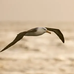 Black-browed Albatross Print, Southern Ocean off Cape Horn Black-browed Albatross Print, Southern Ocean off Cape Horn