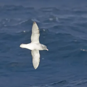 Southern Fulmar Print Southern Fulmar Print