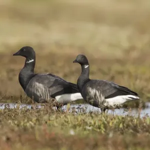 Brent Geese Print on Saltmarsh
