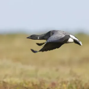 Brent Goose Print, Saltmarsh Takeoff