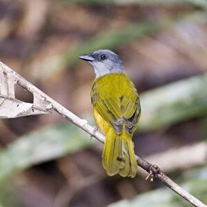 Tanagers Collection: Grey Headed Tanager