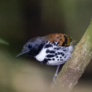 Spotted Antbird Print, Pipeline Road Soberania NP Panama Spotted Antbird Print, Pipeline Road Soberania NP Panama