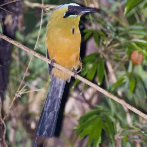 Broad-billed Motmot Print Broad-billed Motmot Print