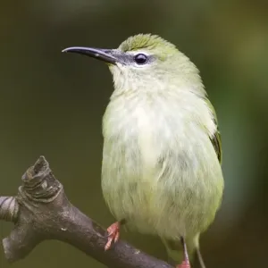 Red-legged Honeycreeper Female Print Red-legged Honeycreeper Female Print