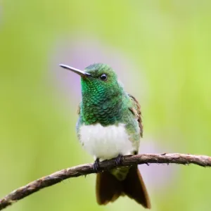 Snowy-bellied Hummingbird Print (Amazilia edward) from El Valle, Panama Snowy-bellied Hummingbird Print (Amazilia edward) from El Valle, Panama