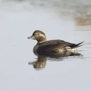 Long-tailed Duck juvenile Print