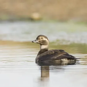 Long-tailed Duck juvenile Print