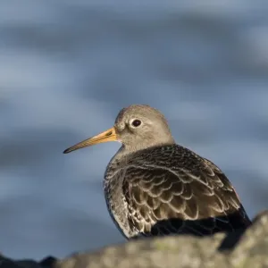 Purple Sandpiper Print on Rock