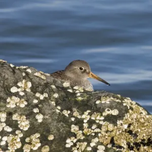Purple Sandpiper Print on Rocks UK Winter