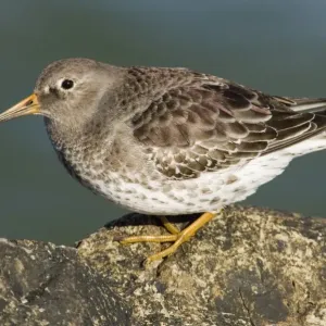 Purple Sandpiper Print on Rocks UK Winter