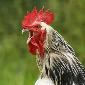 Brahma Cockerel Print Brahma Cockerel Print