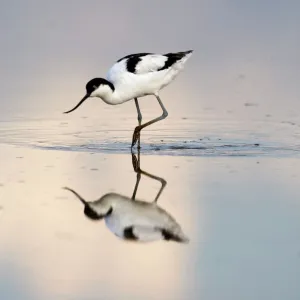 Avocet Recurvirostra avocetta feeding Titchwell RSPB Res Norfolk summer