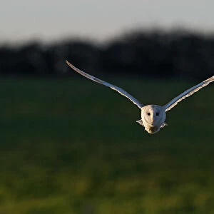 Barn Owl Tyto alba hunting North Norfolk December