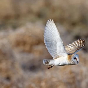 Barn Owl Tyto alba Norfolk winter
