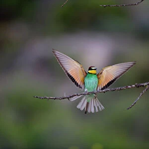 Bee Eaters Collection: Related Images