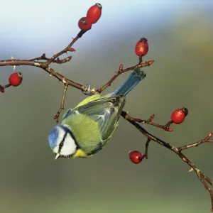 Blue Tit in UK Winter Garden Print Blue Tit in UK Winter Garden Print