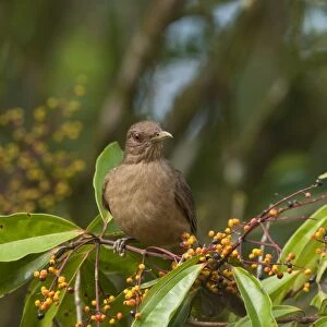 Clay-colored Robin Turdus grayi Savegre Costa Rica