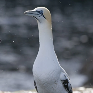 Gannet Sula bassana 3rd yr bird Noss Shetland June