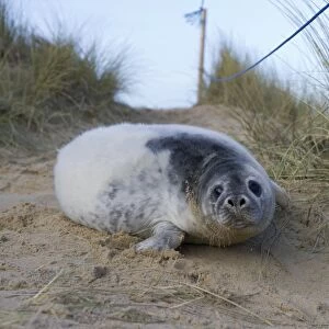 Grey Seal pup in Winterton dunes Norfolk December