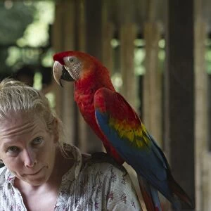 Hand reared Scarlet Macaw Ara macao at Tambopata, Research Centre Amazon Rainforest Peru