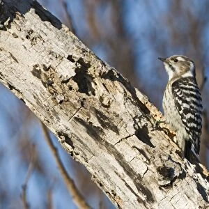 Woodpeckers Collection: Japanese Pygmy Woodpecker
