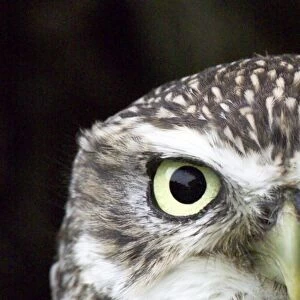 Little Owl Athene noctua UK