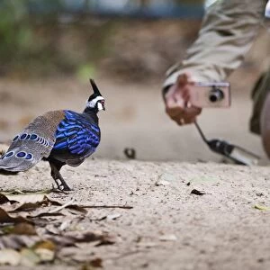 Palawan Peacock-Pheasant Ployplectron napoleonis posing for the camera Puerto Princesa