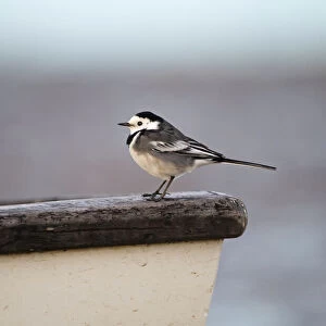 Wagtails And Pipits Related Images