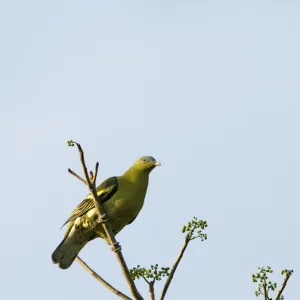 Pigeons Collection: Philippine Green Pigeon