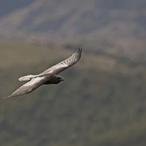 Raven Corvus corax Spain winter