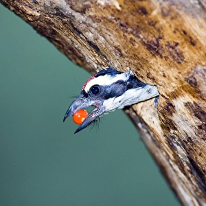 Asian Barbets Jigsaw Puzzle Collection: Red Fronted Barbet