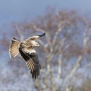 Red Kite Milvus milvus immature Mid Wales winter