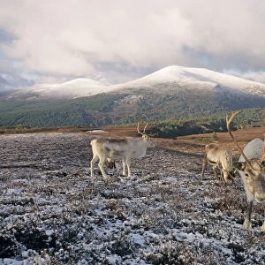 Cervidae Postcard Collection: Reindeer