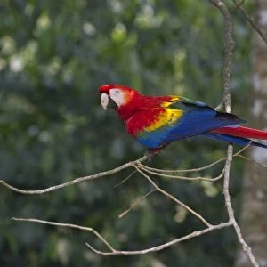 Scarlet Macaw Ara macao Tambopata, Amazon Rainforest Peru